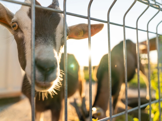 Neugierige Ziege schaut durch einen Gitterzaun in die Kamera, dahinter eine zweite Ziege