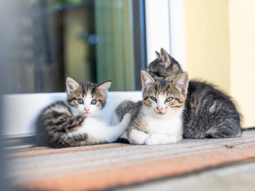 Zwei kleine Katzen kuscheln zusammen auf einer sonnigen Fensterbank vor einer hellen Wand