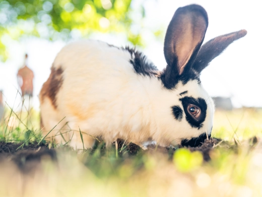 Schwarz-weißes Kaninchen sitzt im Gras, im Hintergrund unscharfes Grün im Gegenlicht