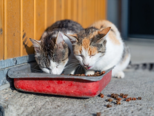 Zwei Katzen fressen gemeinsam aus einem roten Futternapf auf einer Steinfläche