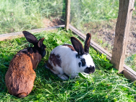 Zwei Kaninchen, ein braunes und ein schwarz-weißes, fressen frisches Gras in einem Gehege