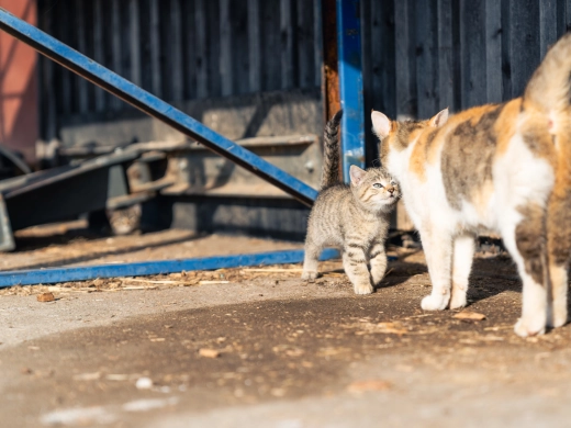 Zwei Katzen begegnen sich vor einem dunklen Stall mit blauem Metallbalken auf sandigem Boden