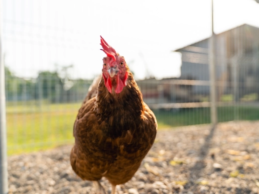 Braunes Huhn mit rotem Kamm läuft über den Kiesboden, im Hintergrund ein Gebäude und Wiese