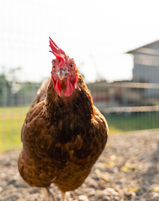 Braunes Huhn mit rotem Kamm läuft über den Kiesboden, im Hintergrund ein Gebäude und Wiese