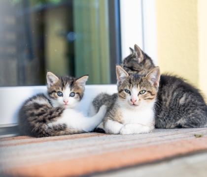 Zwei kleine Katzen kuscheln zusammen auf einer sonnigen Fensterbank vor einer hellen Wand